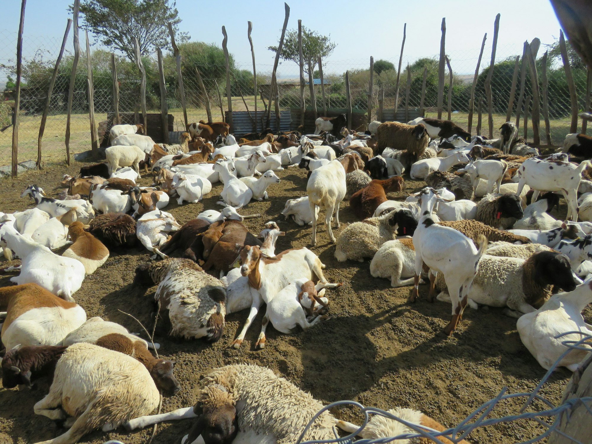 Goats enclosed in Masai village